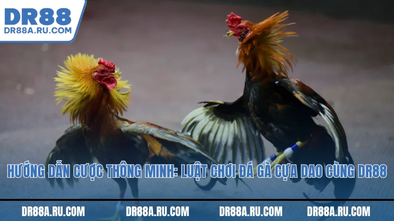 Hướng dẫn cược thông minh: Luật chơi trong đá gà cựa dao cùng Dr88