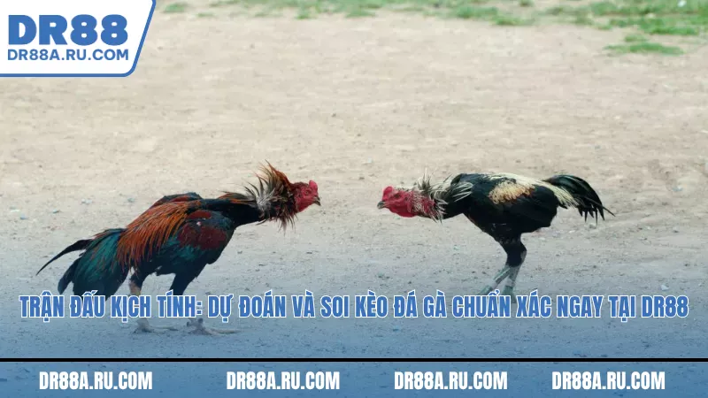 Hồi hộp từng giây: Trải nghiệm soi kèo đá gà chuẩn xác với Dr88 Hồi hộp từng giây: Trải nghiệm soi kèo đá gà chuẩn xác với Dr88